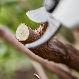 STIHL ASA20 Cordless Secateurs