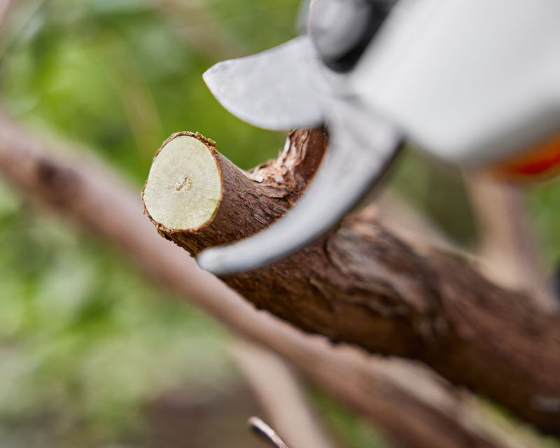 STIHL ASA20 Cordless Secateurs