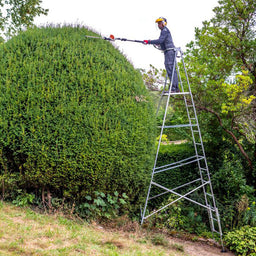 Hedge trimming with ladder