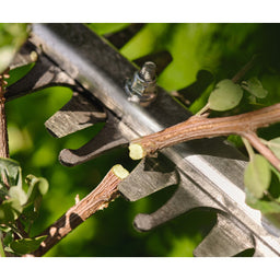 Cutting branch on hedge