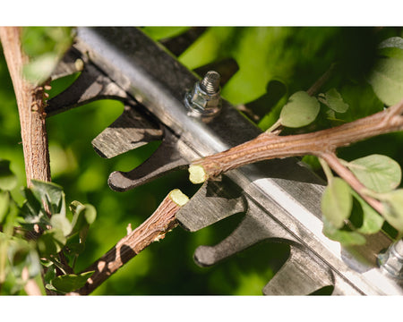 Cutting branch on hedge