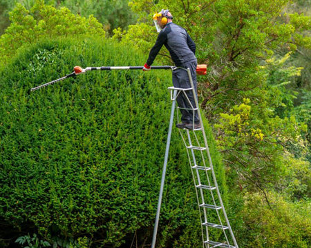 Hedge trimming on tripod ladder