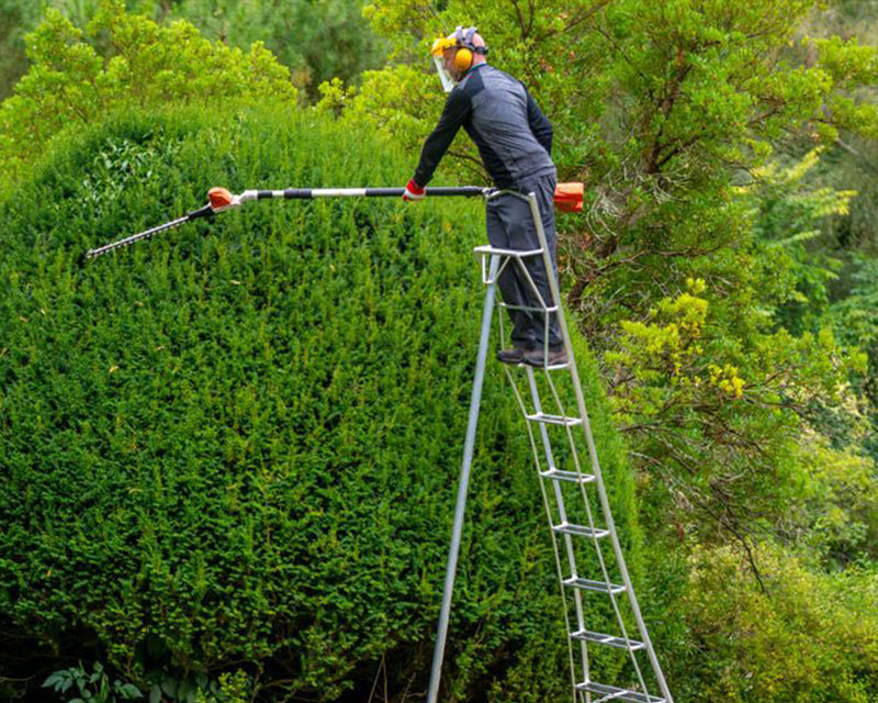 Hedge trimming on tripod ladder